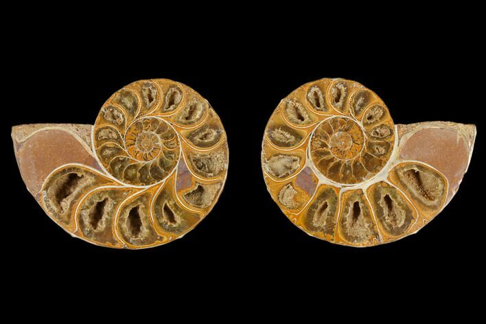 Cut & Polished Agatized Ammonite Fossil- Jurassic #131712